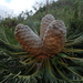Encephalartos ghellinckii - Photo (c) Robin Ardito, algunos derechos reservados (CC BY-NC), subido por Robin Ardito