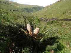 Encephalartos ghellinckii