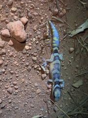 Oedura castelnaui