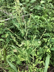 Coleataenia anceps anceps
