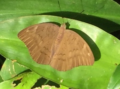 Tanaecia julii bougainvillei