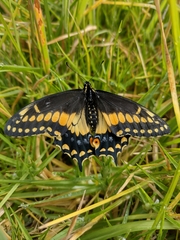 Papilio polyxenes americus