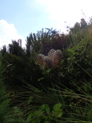 Encephalartos ghellinckii
