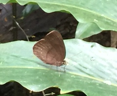 Faunis canens arcesilas