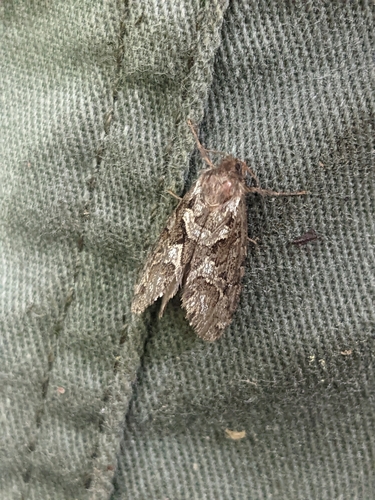 Conifer Swift Moth photo 2