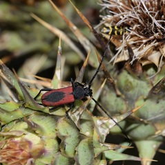 Purpuricenus kaehleri