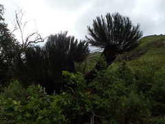 Encephalartos ghellinckii