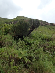 Encephalartos ghellinckii