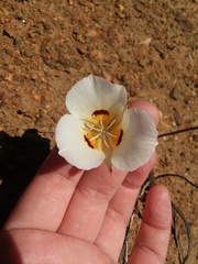 Calochortus dunnii