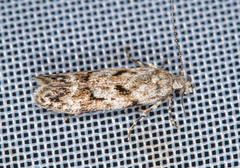 Caryocolum blandella