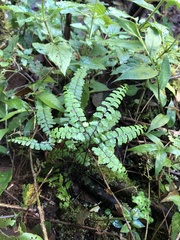 Adiantum patens