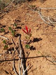 Monardella macrantha