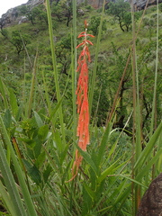 Kniphofia angustifolia