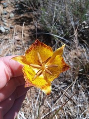 Calochortus weedii weedii