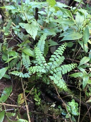 Adiantum patens