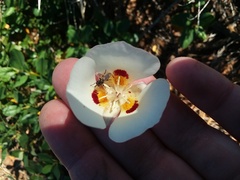 Calochortus dunnii