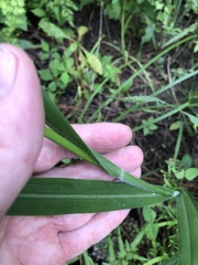 Coleataenia anceps anceps