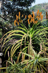 Aloe rupestris