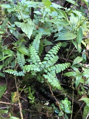 Adiantum patens