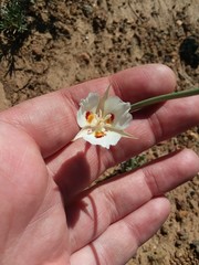 Calochortus dunnii