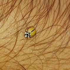 Cheilomenes propinqua