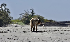 Canis lupus crassodon
