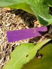 Digitalis lanata trojana