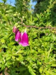 Digitalis lanata trojana