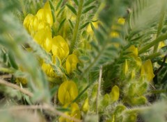Astragalus buchtormensis