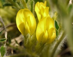 Astragalus buchtormensis