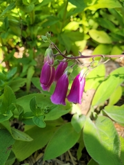 Digitalis lanata trojana