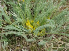Astragalus buchtormensis