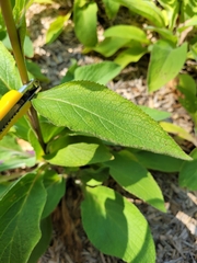 Digitalis lanata trojana