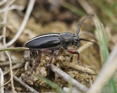 Dorcadion cinerarium