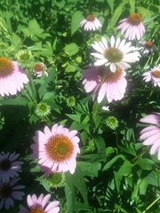 Echinacea purpurea