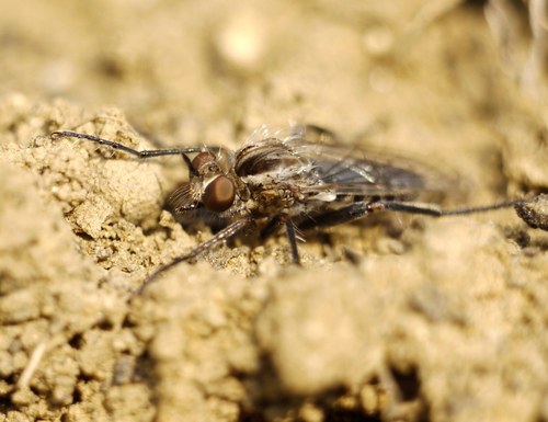 Paraphamartania syriaca
