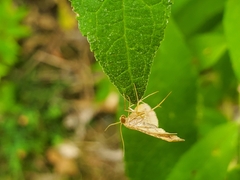 Endotricha flammealis