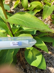 Digitalis lanata trojana