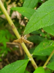Endotricha flammealis