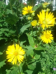 Silphium perfoliatum