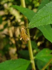 Endotricha flammealis