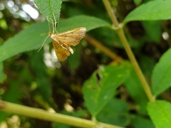 Endotricha flammealis