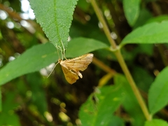 Endotricha flammealis