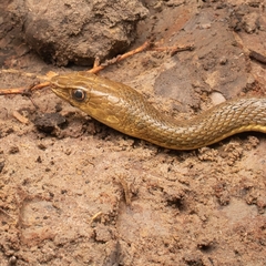 Psammophis sibilans