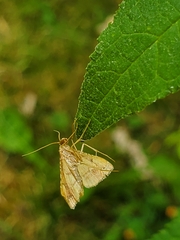 Endotricha flammealis