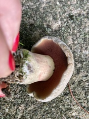 Caloboletus firmus