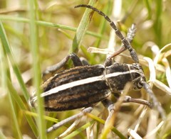 Dorcadion holosericeum