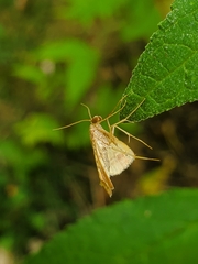 Endotricha flammealis