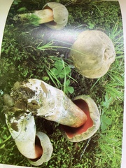 Caloboletus firmus