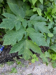 Heracleum dissectum
